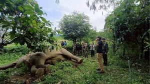 Elephant electrocuted near Phetchaburi national park | Thaiger