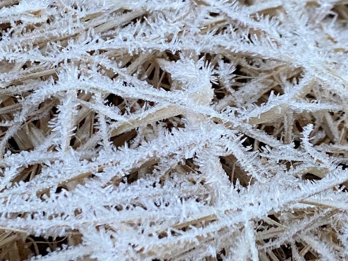 Doi Inthanon frost dips to -4.9°C, temps continue to fall | News by Thaiger