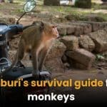Lopburi&#8217;s survival guide for monkeys: 10 tips to keep your snacks and sanity intact | Thaiger