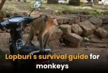 Lopburi&#8217;s survival guide for monkeys: 10 tips to keep your snacks and sanity intact | Thaiger