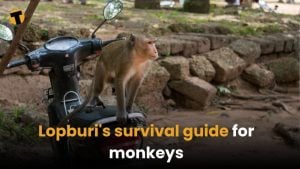 Lopburi&#8217;s survival guide for monkeys: 10 tips to keep your snacks and sanity intact | Thaiger