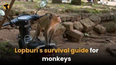Lopburi&#8217;s survival guide for monkeys: 10 tips to keep your snacks and sanity intact | Thaiger