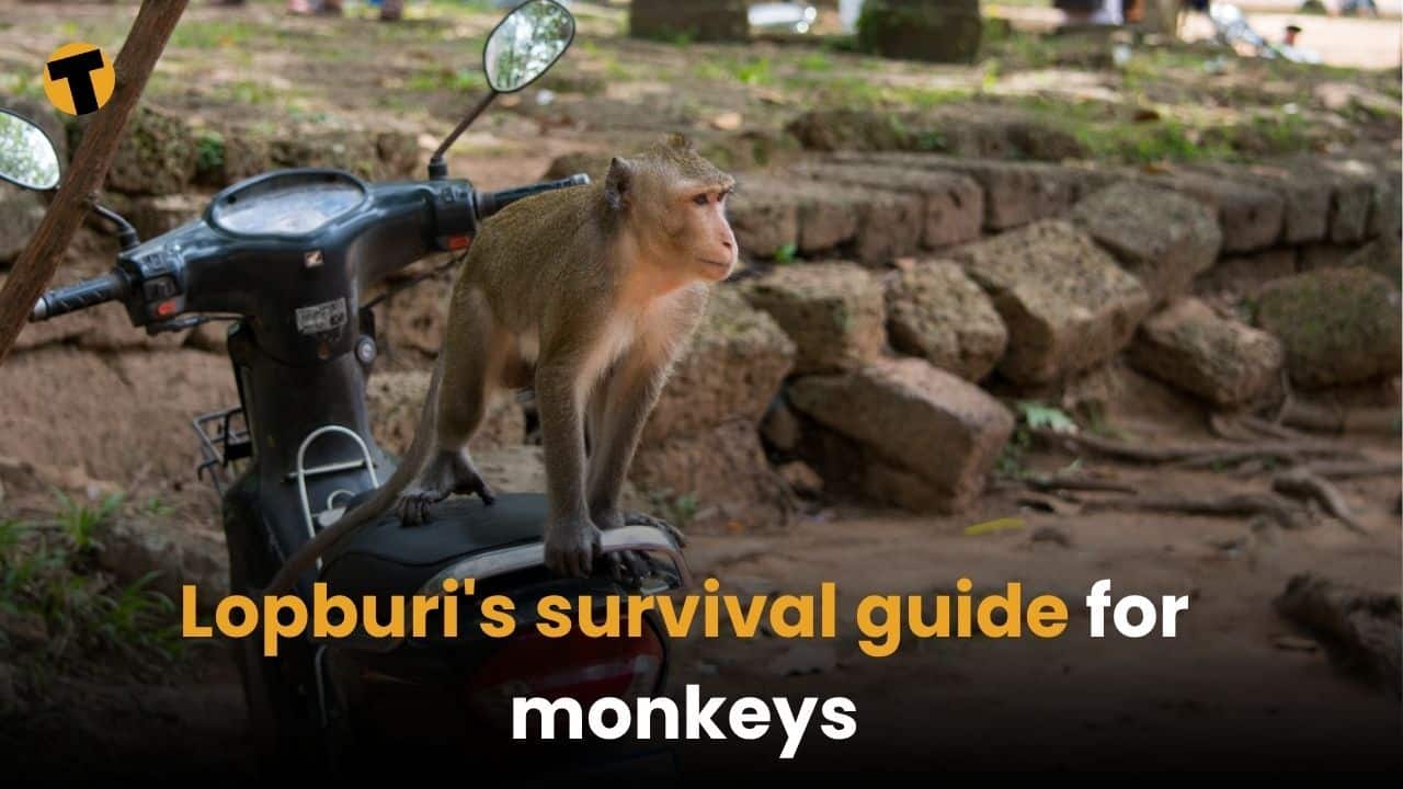 Lopburi’s survival guide for monkeys: 10 tips to keep your snacks and sanity intact | Thaiger