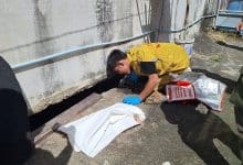 Monitor lizard leads to discovery of infant’s body in Samut Prakan | Thaiger