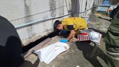 Monitor lizard leads to discovery of infant’s body in Samut Prakan | Thaiger