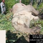 Wild elephant found dead with gunshot wounds near national park border in Kanchanaburi | Thaiger