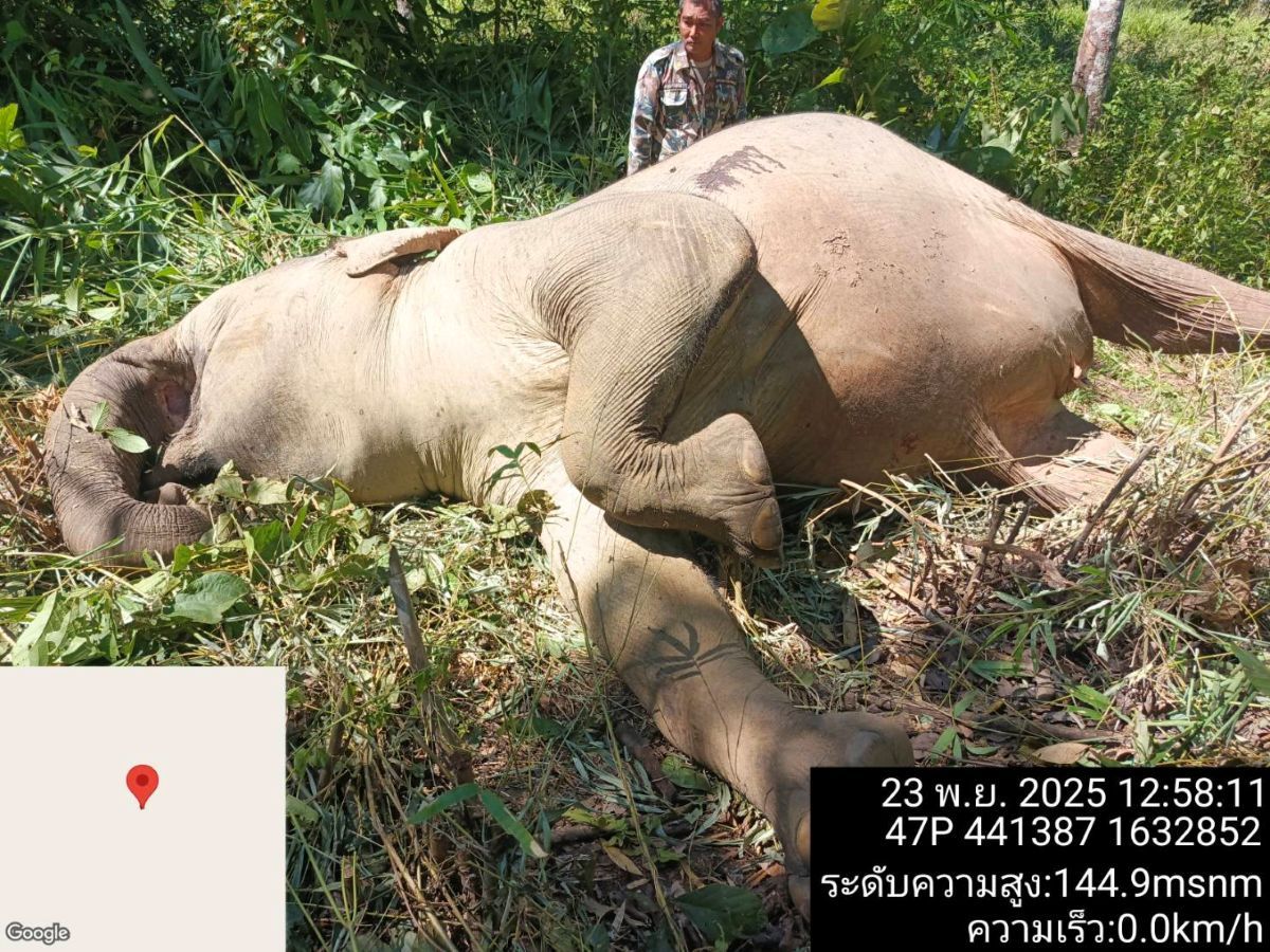 Wild elephant found dead with gunshot wounds near national park border in Kanchanaburi | News by Thaiger