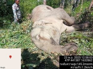 Wild elephant found dead with gunshot wounds near national park border in Kanchanaburi | Thaiger