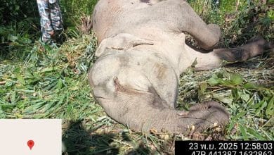Wild elephant found dead with gunshot wounds near national park border in Kanchanaburi | Thaiger