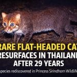 Rare flat-headed cat spotted in Thailand after 29 years | Thaiger