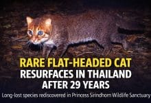 Rare flat-headed cat spotted in Thailand after 29 years | Thaiger