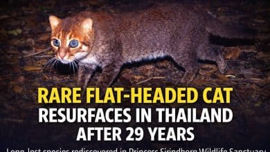 Rare flat-headed cat spotted in Thailand after 29 years | Thaiger