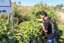 Udon Thani residents alarmed by suspected dog poisonings | Thaiger