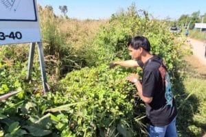 Udon Thani residents alarmed by suspected dog poisonings | Thaiger