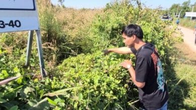 Udon Thani residents alarmed by suspected dog poisonings | Thaiger