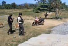 Thai border police feed hungry dogs left behind during evacuation | Thaiger