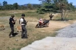 Thai border police feed hungry dogs left behind during evacuation | Thaiger