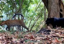Rare big cats return to spotlight in Thai national park | Thaiger