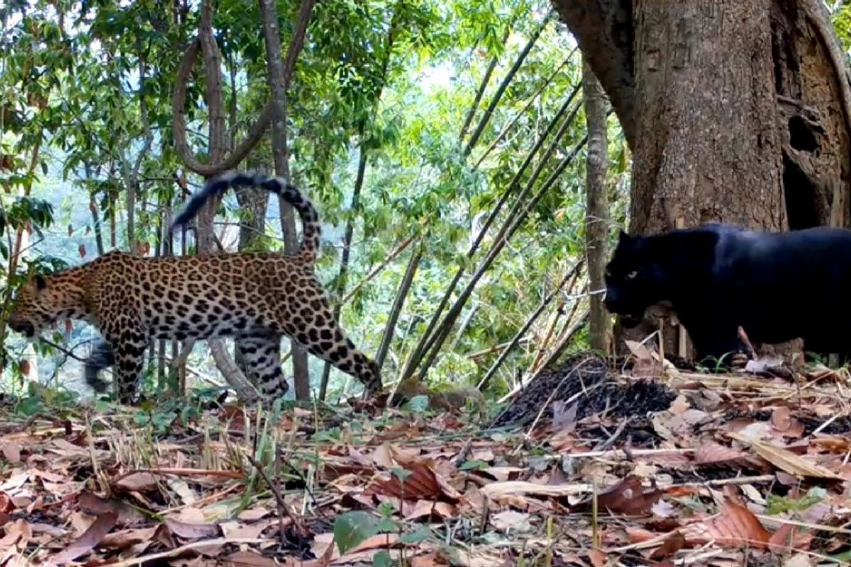Rare big cats return to spotlight in Thai national park | Thaiger