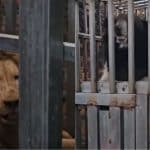 Starving lions and bears found in raid on border casino | Thaiger