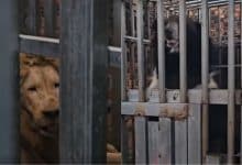 Starving lions and bears found in raid on border casino | Thaiger