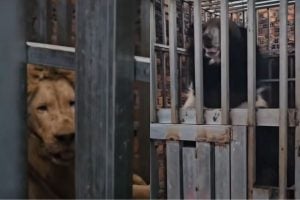 Starving lions and bears found in raid on border casino | Thaiger