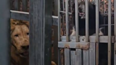 Starving lions and bears found in raid on border casino | Thaiger