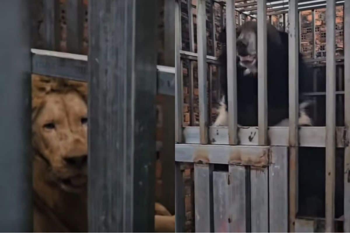 Starving lions and bears found in raid on border casino | Thaiger