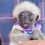 Lost baby gibbon rescued in Chiang Mai village | Thaiger