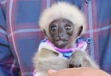 Lost baby gibbon rescued in Chiang Mai village | Thaiger