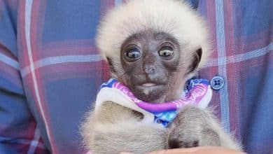 Lost baby gibbon rescued in Chiang Mai village | Thaiger