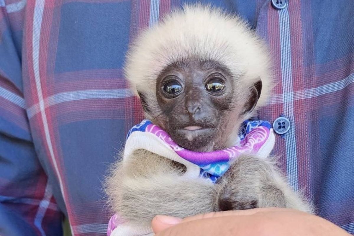 Lost baby gibbon rescued in Chiang Mai village | Thaiger