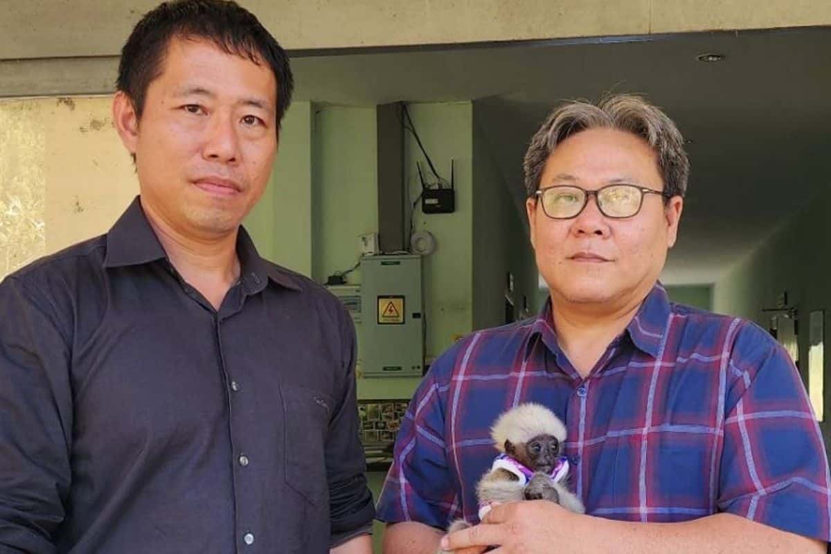 Rescued baby gibbon under care after being found near Chiang Mai village