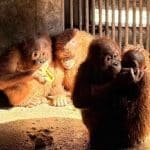 Orangutans rescued in Thailand set to head home to Indonesia | Thaiger