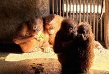 Orangutans rescued in Thailand set to head home to Indonesia | Thaiger