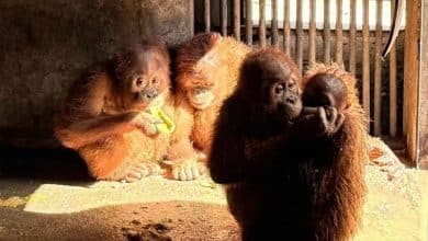 Orangutans rescued in Thailand set to head home to Indonesia | Thaiger