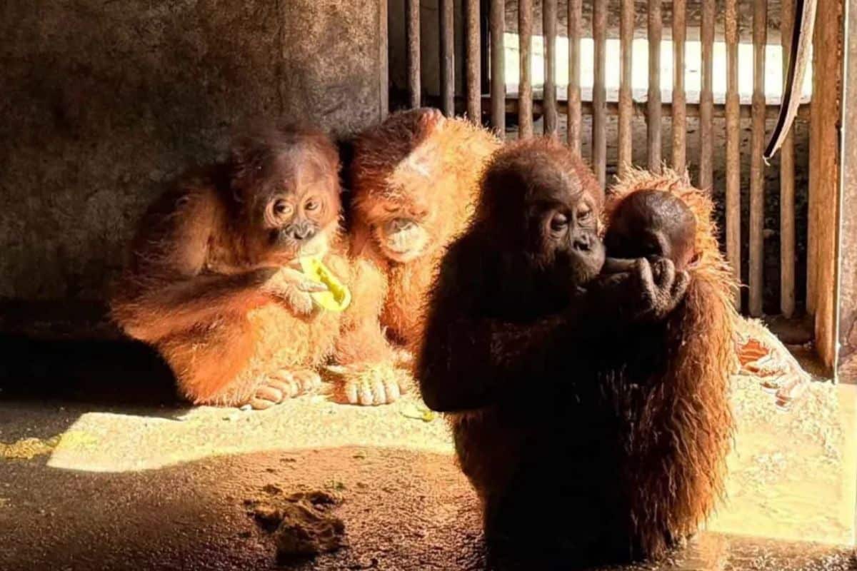 Orangutans rescued in Thailand set to head home to Indonesia | Thaiger