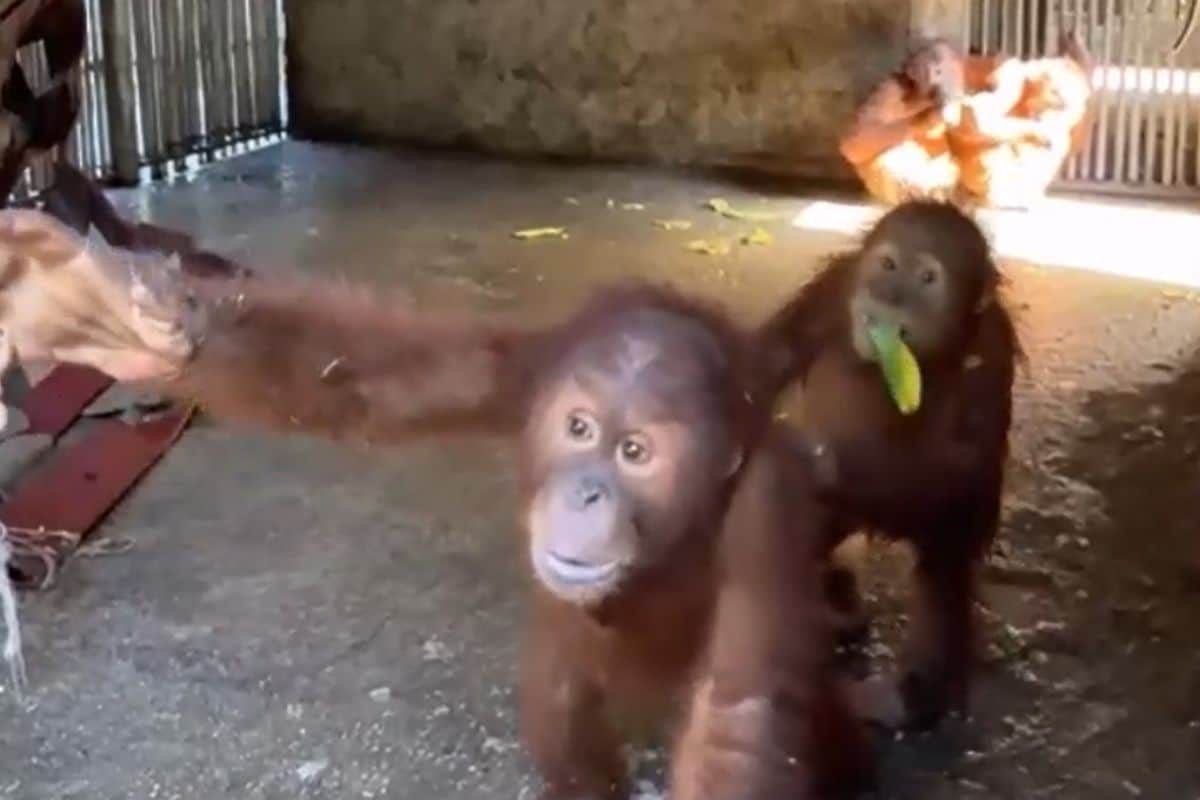Four rescued orangutans at Wildlife Rescue Centre in Ratchaburi, Thailand
