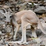 Baby red kangaroo makes first appearance at Khao Kheow Zoo | Thaiger