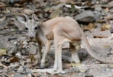Baby red kangaroo makes first appearance at Khao Kheow Zoo | Thaiger