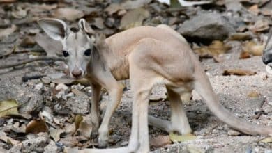 Baby red kangaroo makes first appearance at Khao Kheow Zoo | Thaiger