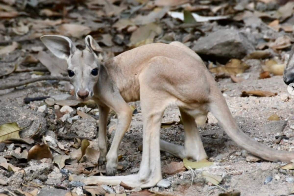 Baby red kangaroo makes first appearance at Khao Kheow Zoo | Thaiger