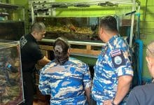 Illegal online coral trade leads to arrest in Bangkok | Thaiger