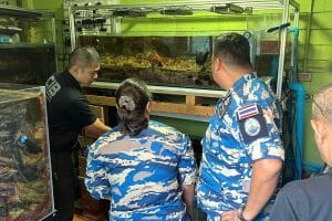 Illegal online coral trade leads to arrest in Bangkok | Thaiger