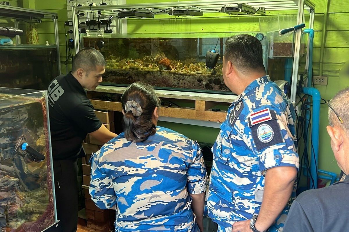 Illegal online coral trade leads to arrest in Bangkok | Thaiger