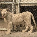 Lions rescued from illegal casino arrives at Ratchaburi sanctuary | Thaiger