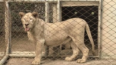 Lions rescued from illegal casino arrives at Ratchaburi sanctuary | Thaiger