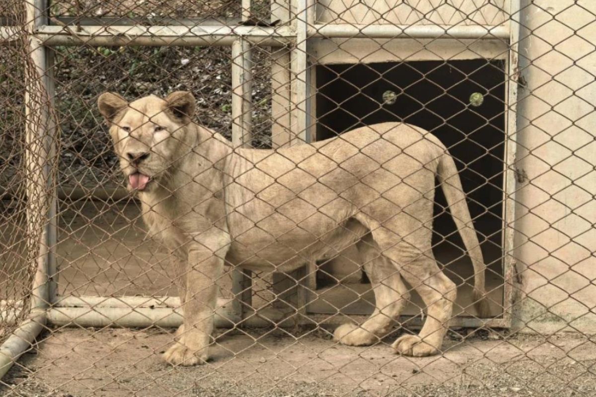 Lions rescued from illegal casino arrives at Ratchaburi sanctuary | Thaiger