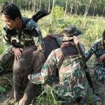 Buffalo attacks one baby elephant, snare traps another in Sa Kaeo | Thaiger