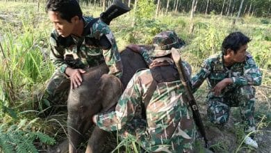 Buffalo attacks one baby elephant, snare traps another in Sa Kaeo | Thaiger